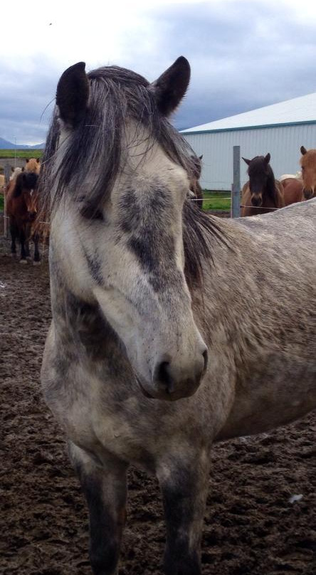 Galsi Horse Rental-Blonduos必去景点
