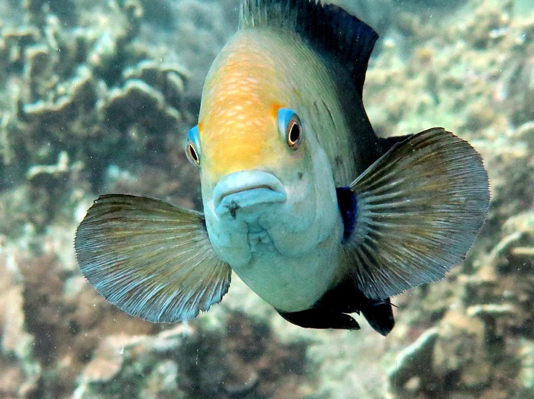 Samui Scuba Divers景点图片