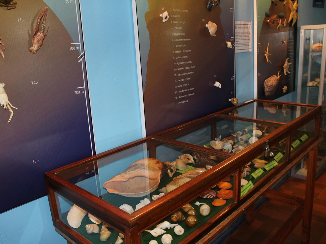 Acuario y Museo Facultad de Ciencias del Mar-Coquimbo必去景点