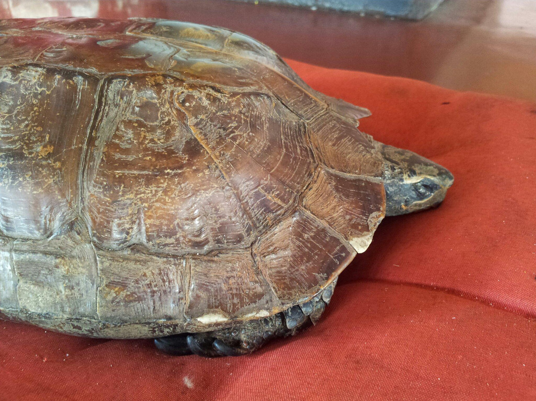 Wan Loong Chinese Temple-波德申必去景点