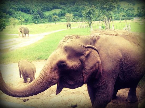 大象自然保护公园-清迈必去景点