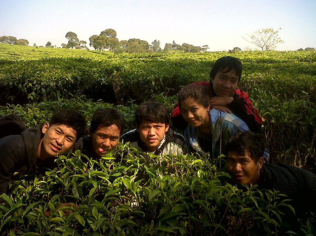 Puncak Berry Farm景点图片