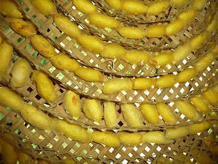 吴哥制丝场-Puok必去景点