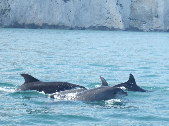 Poole Sea Safari-普尔必去景点