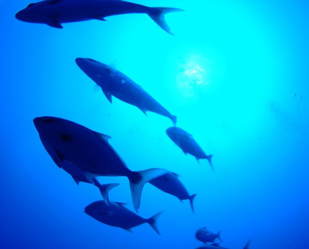 Blue Explorers Diving Centres-莫干港必去景点