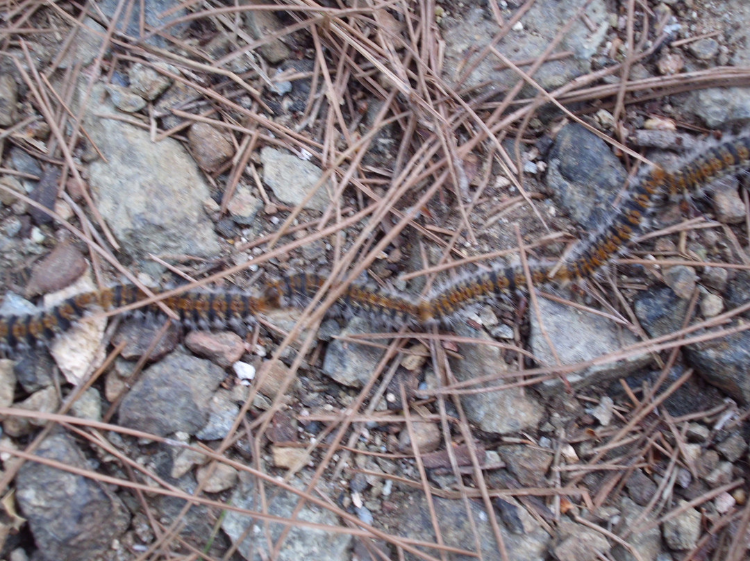 Pessa Springs-Lesbos必去景点