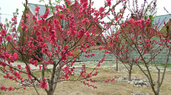 葡缇泉温泉度假村主图