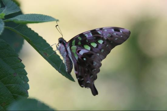 女王蝴蝶园-暹粒必去景点