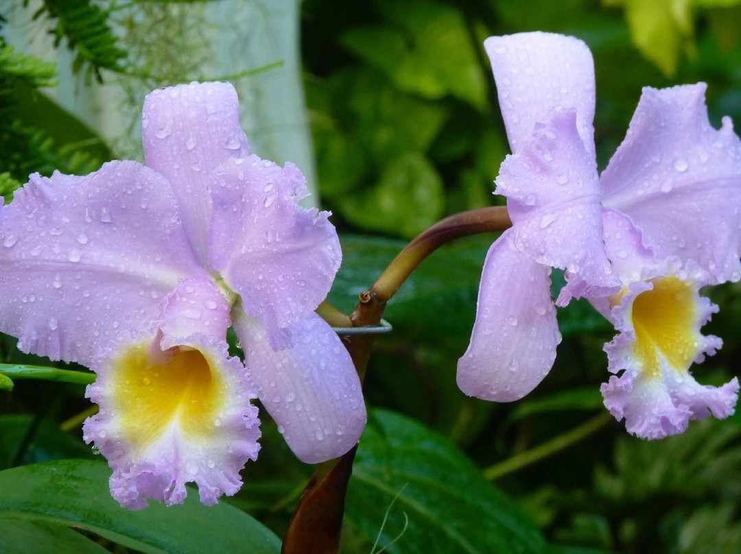林肯公园花房-芝加哥必去景点