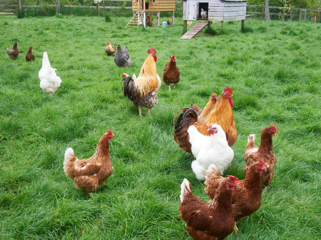 West Compton酒店住宿-West Compton Manor Bed and Breakfast