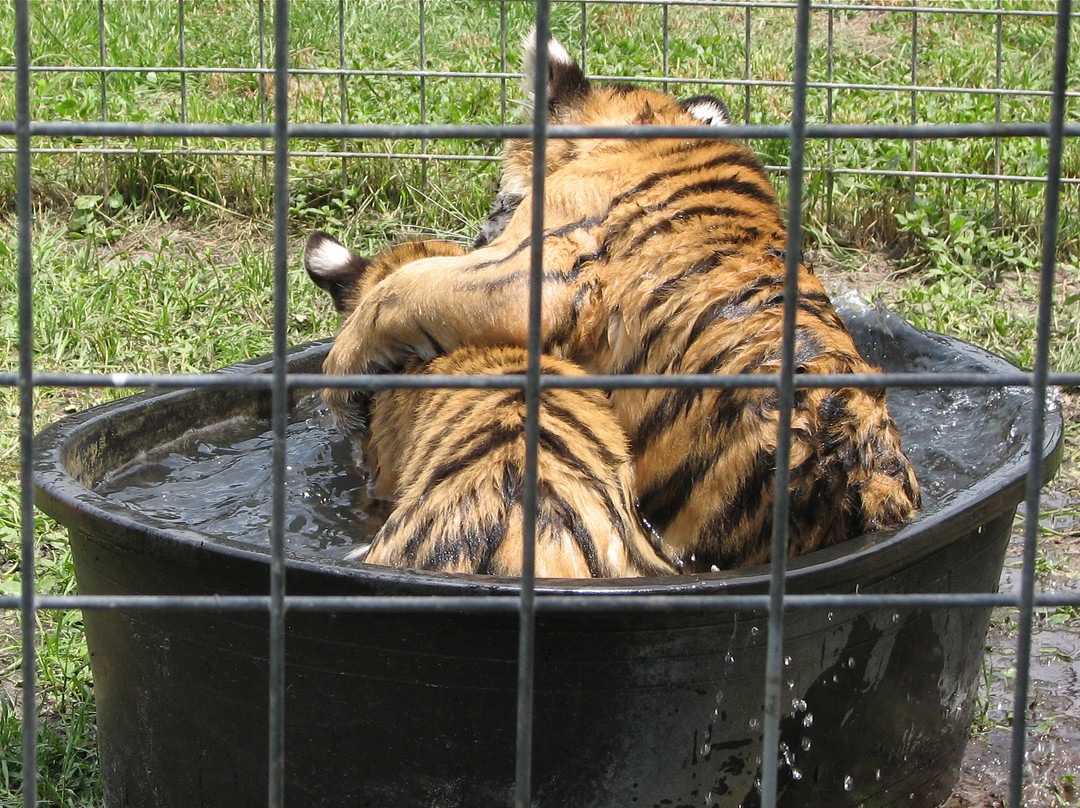 Catty Shack Ranch Wildlife Sanctuary-杰克逊维尔必去景点