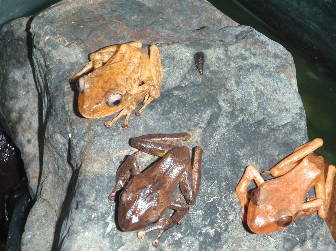 Kula Wild Adventure Park-辛加东卡必去景点