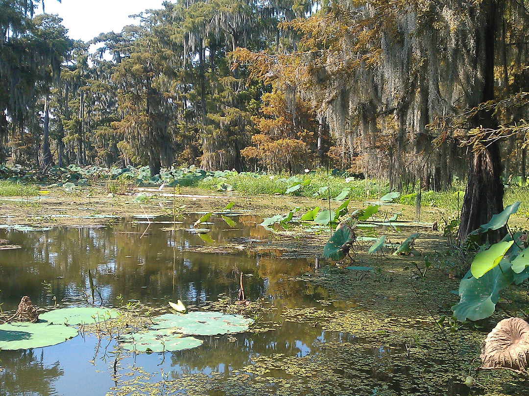 de la Houssaye's Swamp Tours景点图片