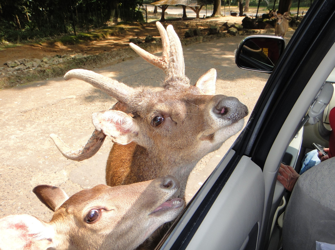 Taman Safari Indonesia Bogor-Cisarua必去景点