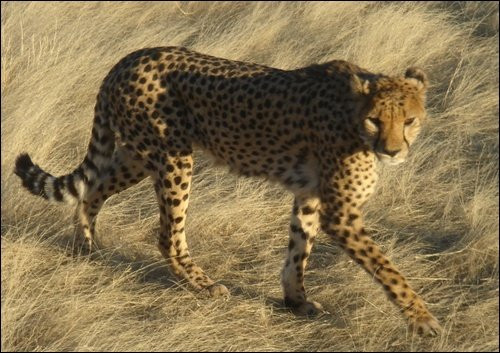 Kunene Region旅游景点-Otjitotongwe Cheetah Park