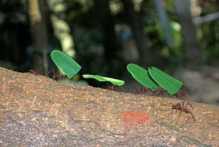 Veragua Rainforest Park景点图片