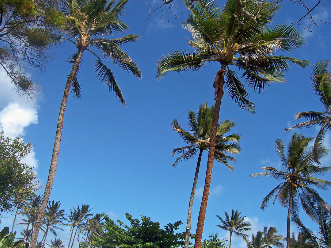 波里尼西亚文化中心-拉叶必去景点