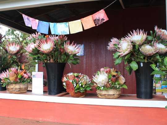 Sunrise Protea Farm-库拉必去景点