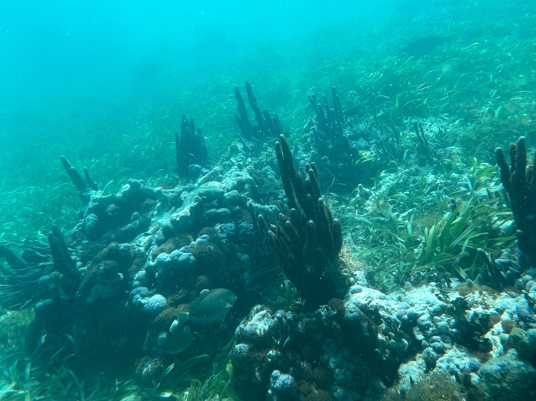 Donny's Snorkel Center-Pointe Michel必去景点