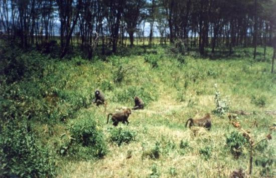内罗毕国家公园-内罗毕必去景点