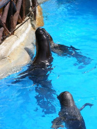 海洋世界水族馆-贝尼多姆必去景点