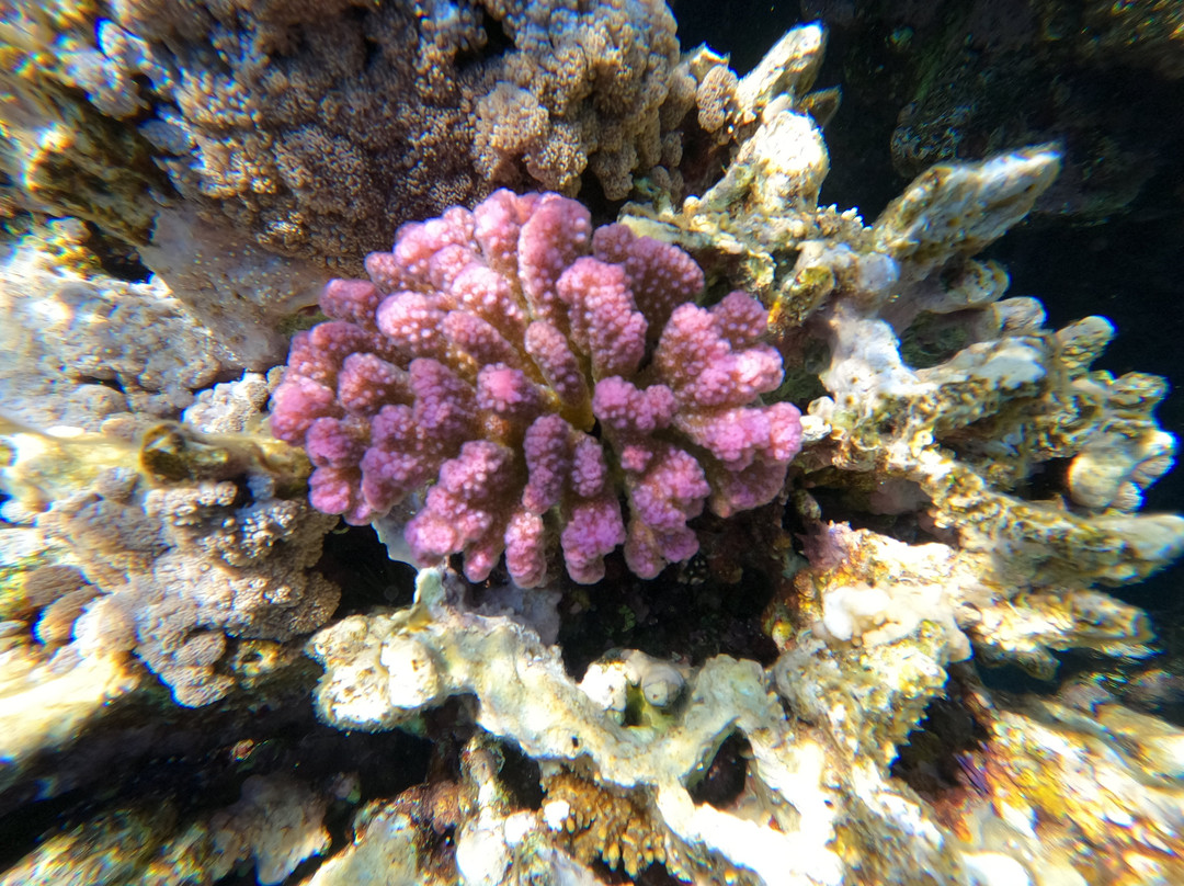 Capt.Faisal-Yanbu必去景点