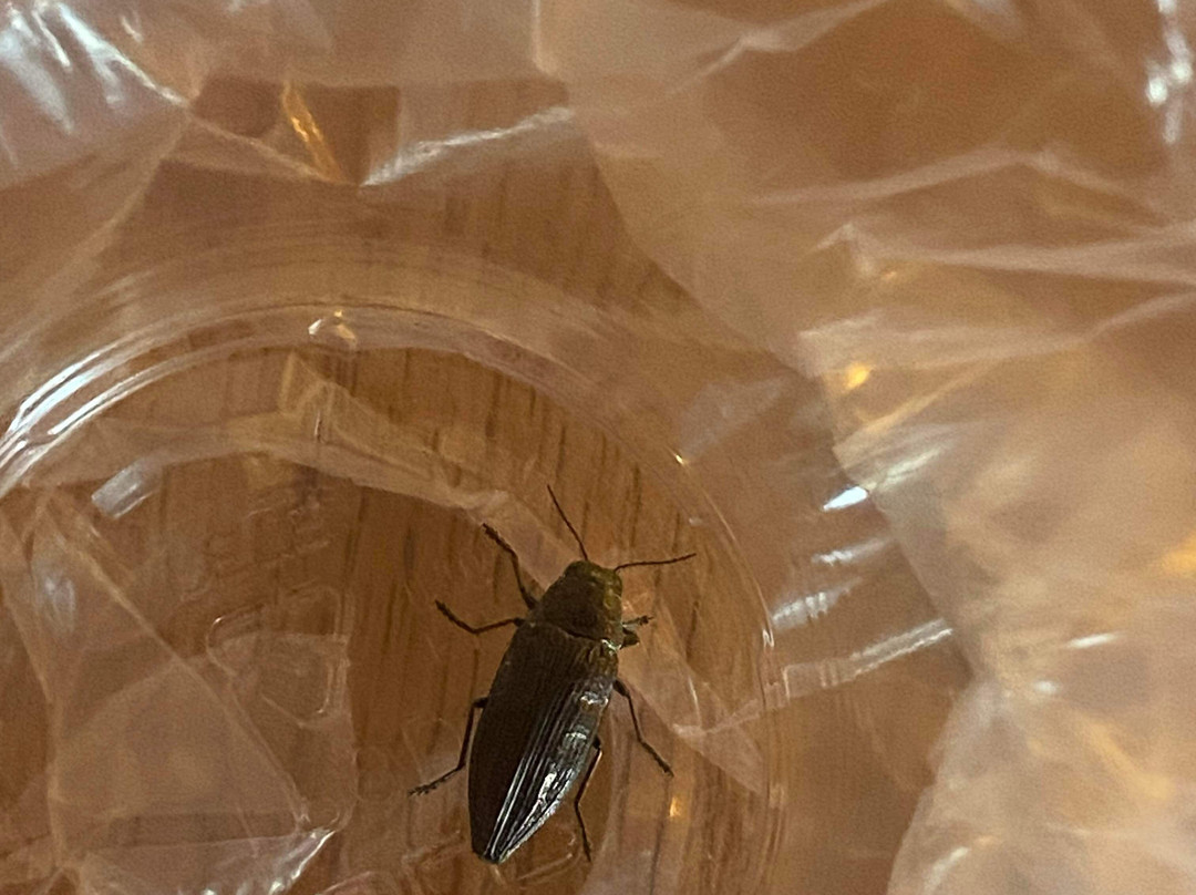 Casey's Inn Motor Hotel主图