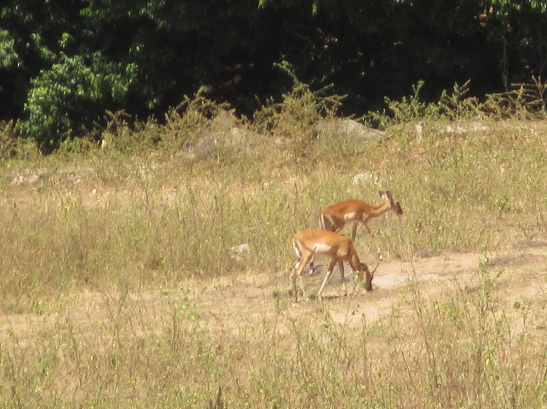 Saanane Island National Park景点图片