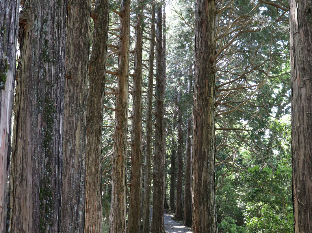 Cedar Trees of Hakone Old Road-箱根町必去景点