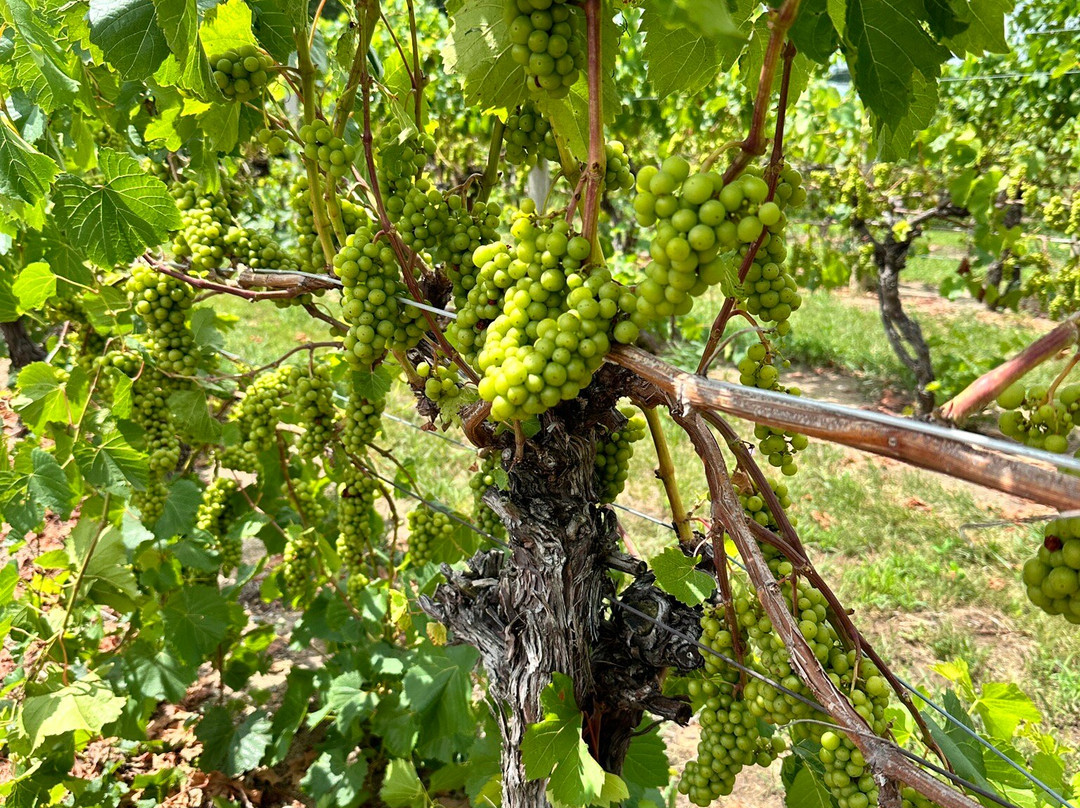 Domaine Berrien Cellars-Berrien Springs必去景点