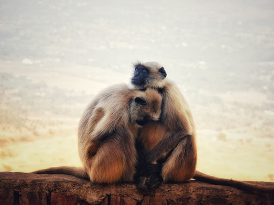 India Custom Tours-新德里必去景点