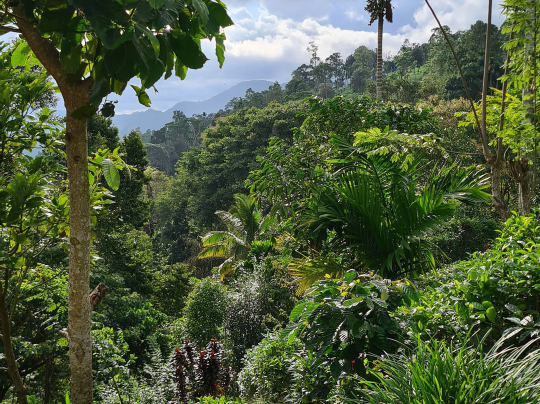 Sinharaja Kurulu Ella Eco Resort主图