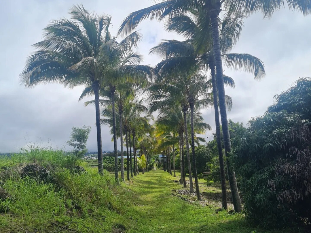 Zoiseaux Paradis主图