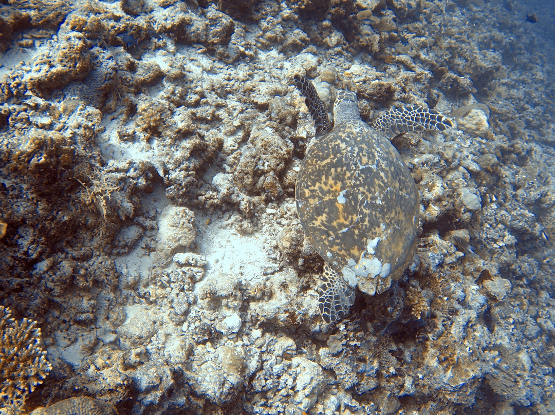 Dhigurah Divers景点图片