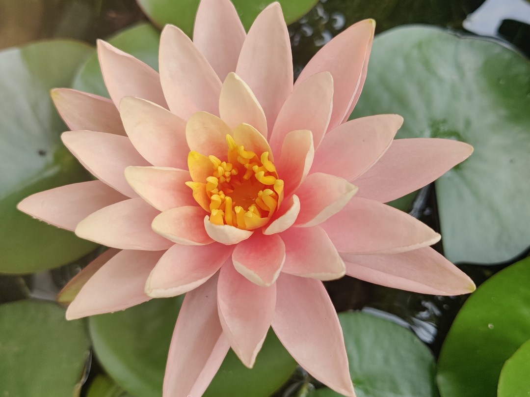 Shrenya Orchidz主图
