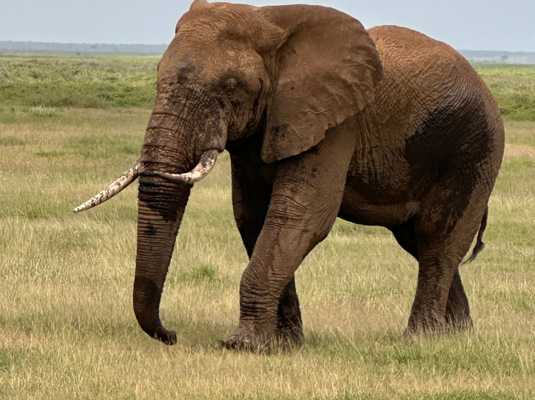 Natural World Kenya Safaris-Masai Mara景点图片
