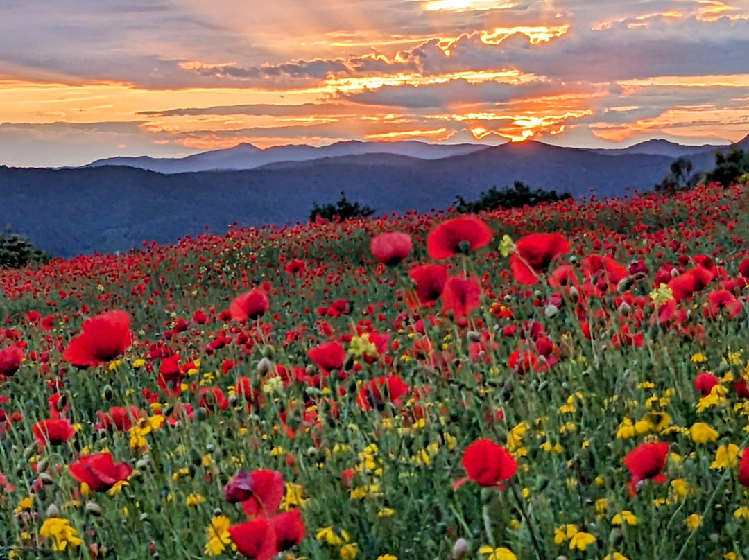 Afitos Activities-阿菲托斯必去景点