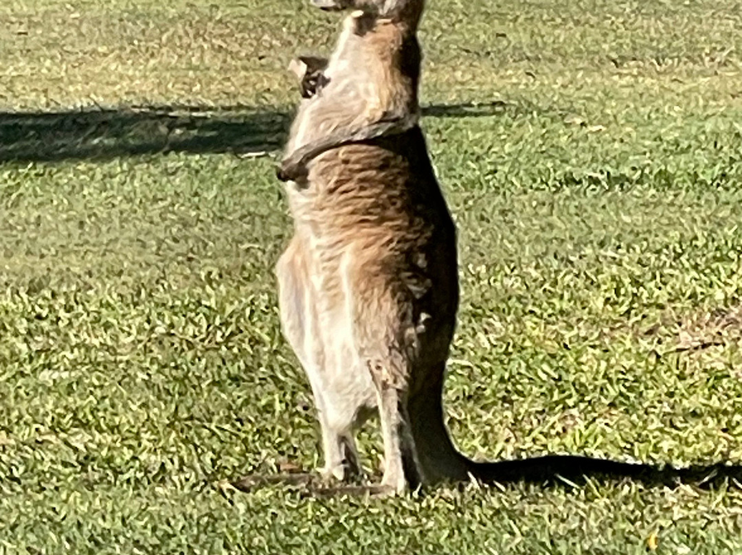 Noosa Valley Golf Club景点图片