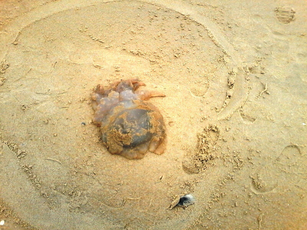 Plage de l'Horizon景点图片