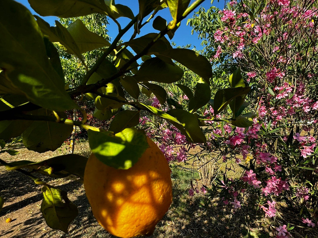 Tenuta Monaci La Murra主图