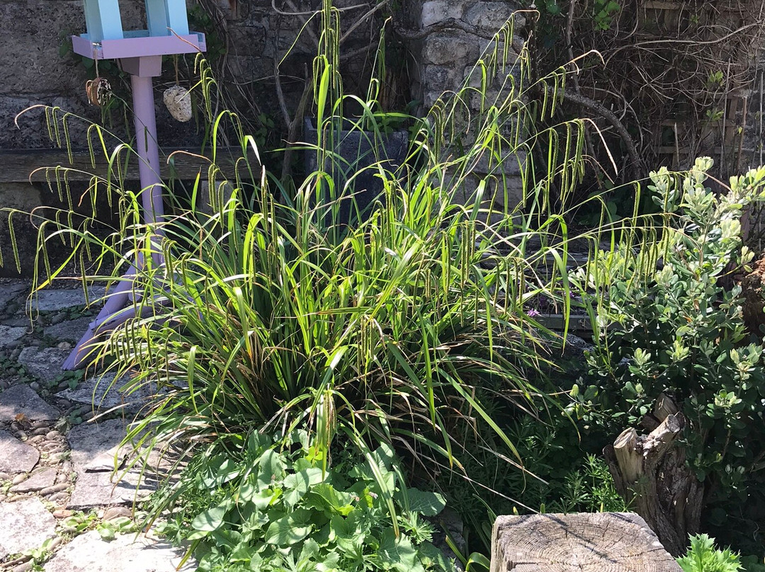 Chiswell Walled Garden-Fortuneswell必去景点