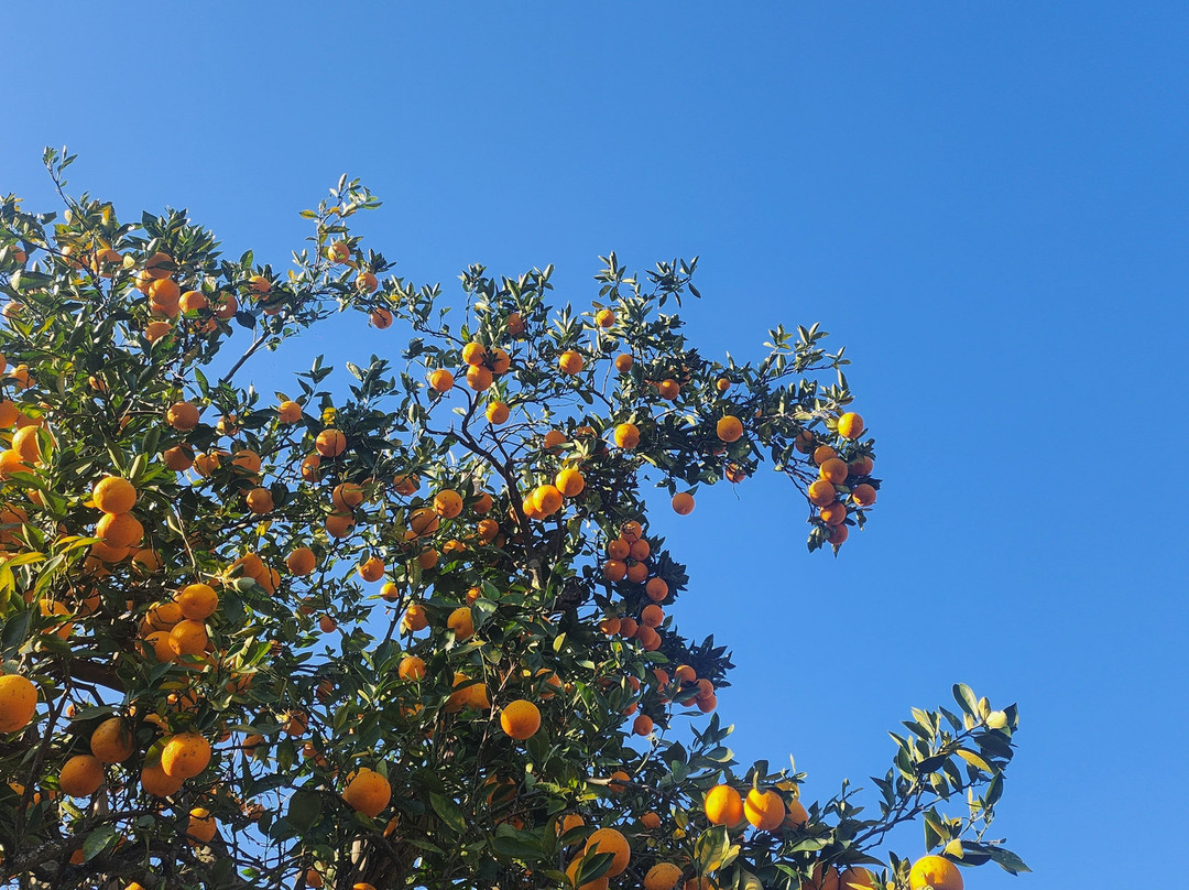 Ardmore Guest Farm主图