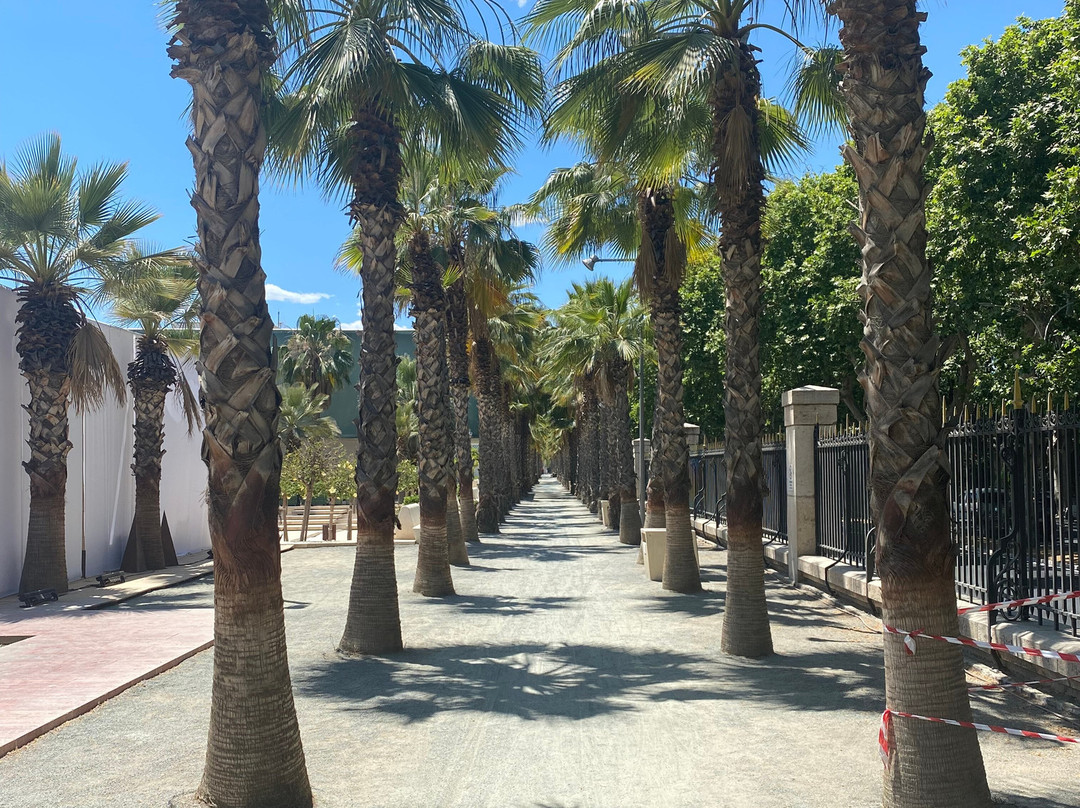 Palmeral de las Sorpresas景点图片