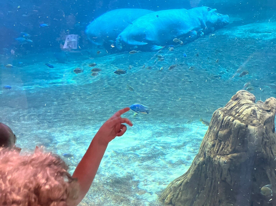 Adventure Aquarium景点图片