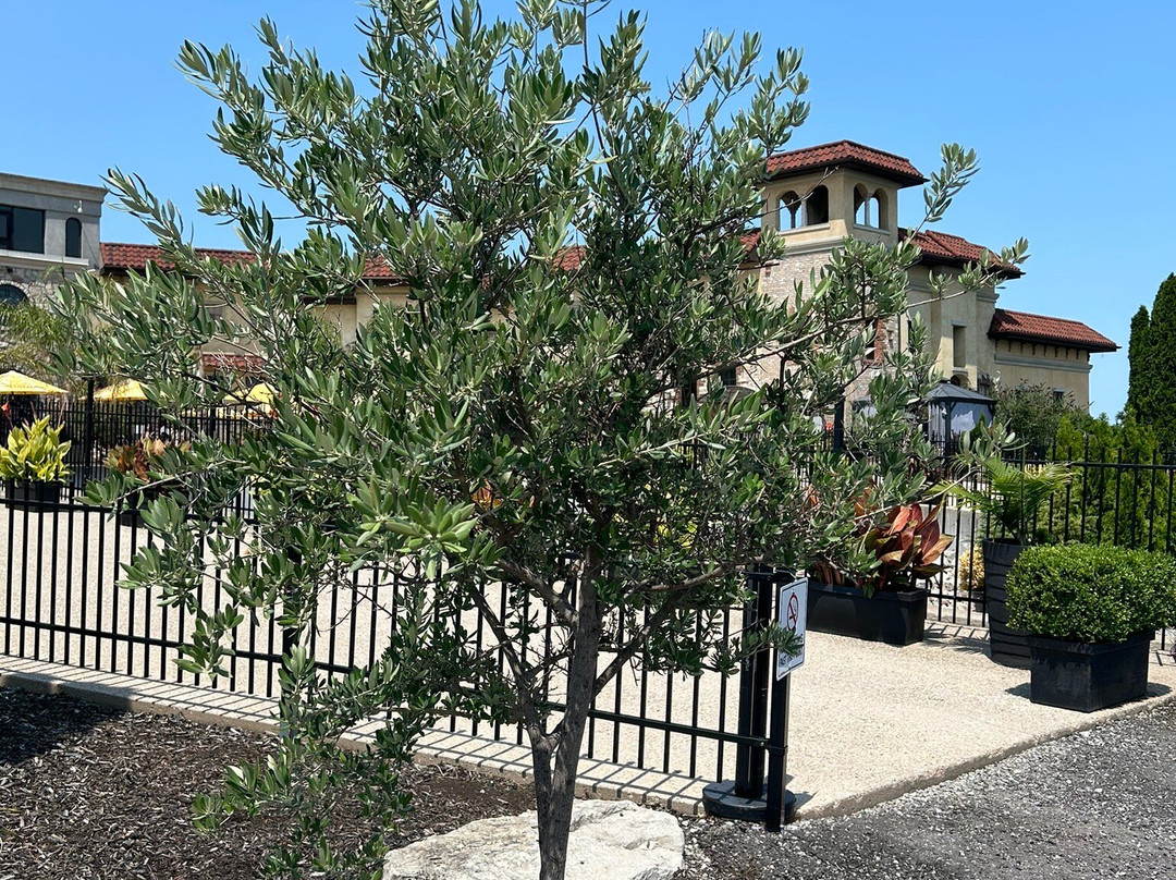 Colaneri Estate Winery-滨湖尼亚加拉必去景点