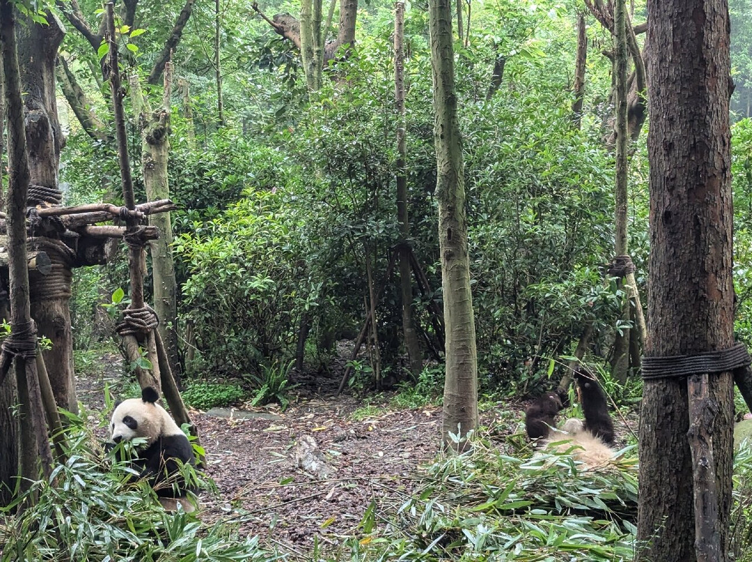 大熊猫谷-都江堰市必去景点