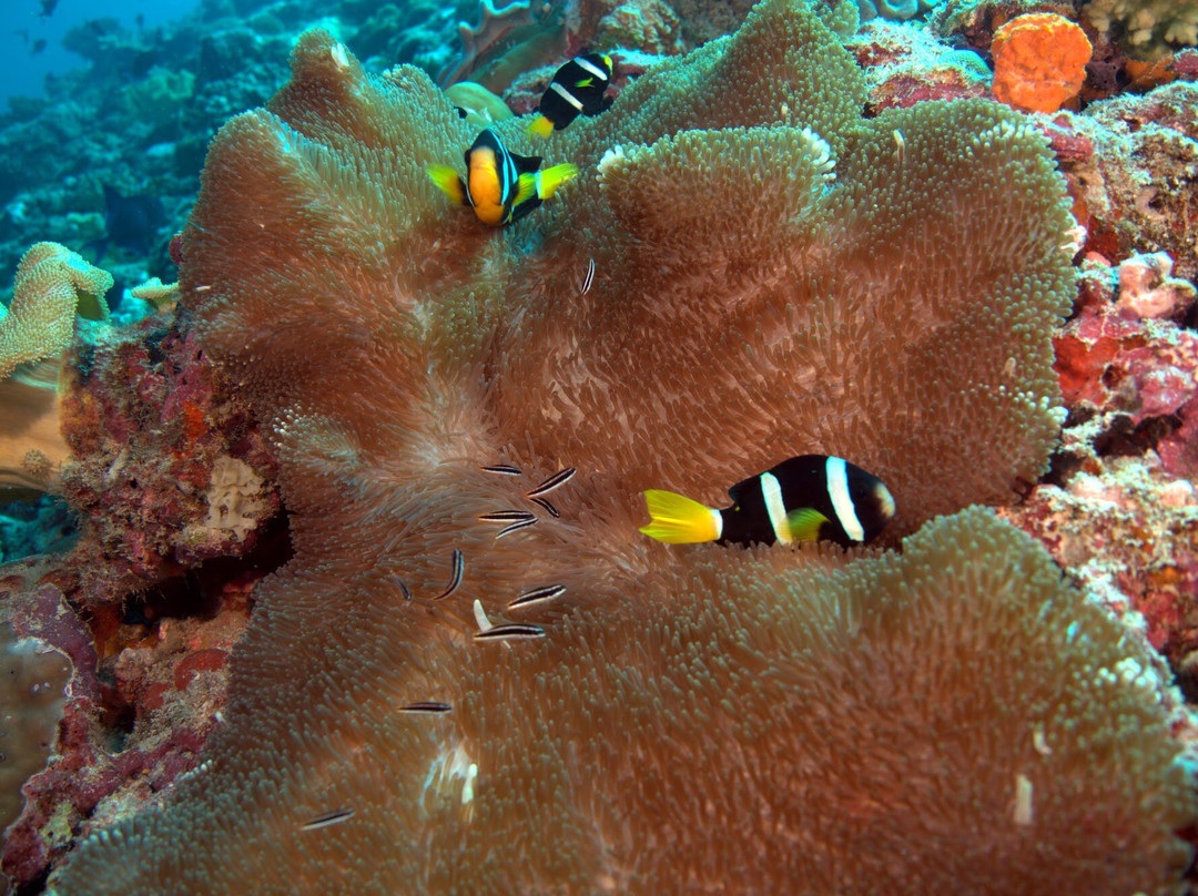 TGI Fasmendhoo-Fasmendhoo必去景点