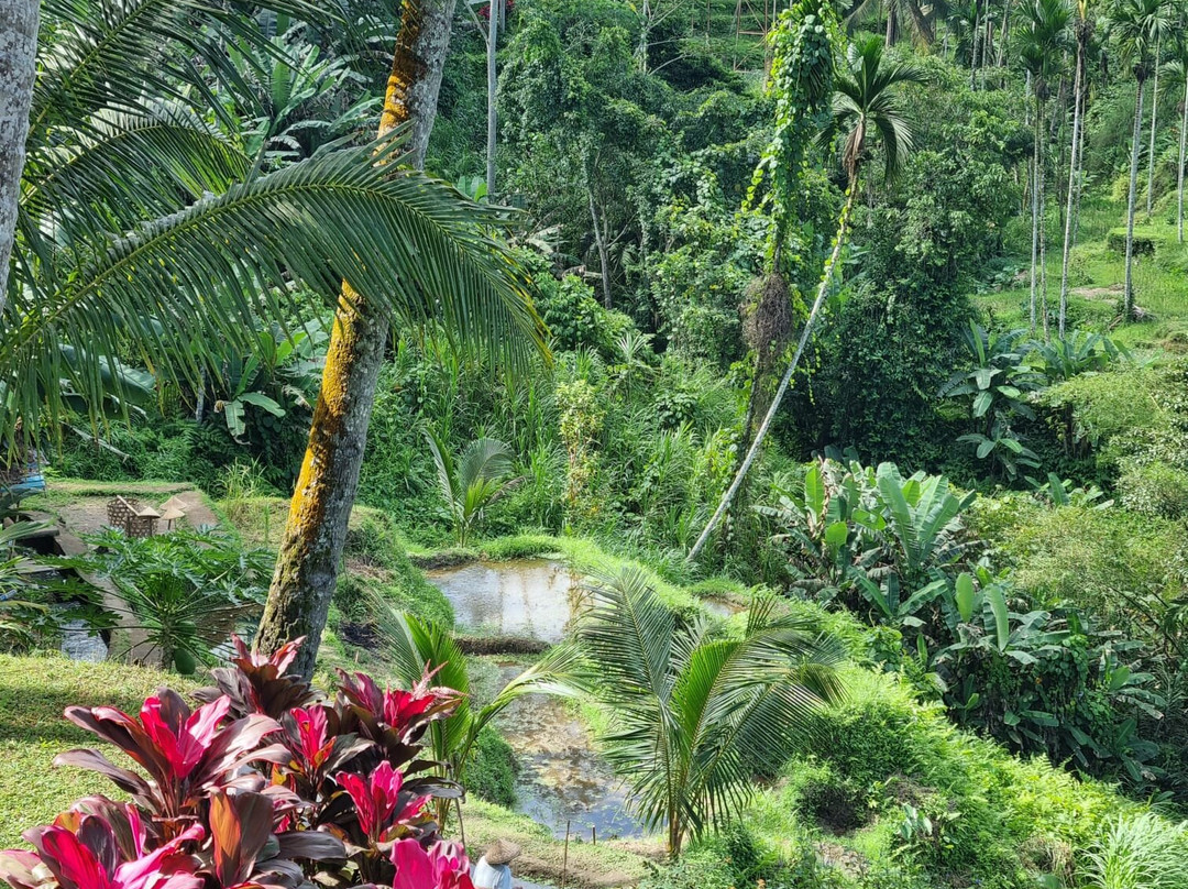 Bali Mandala Tours-乌布必去景点
