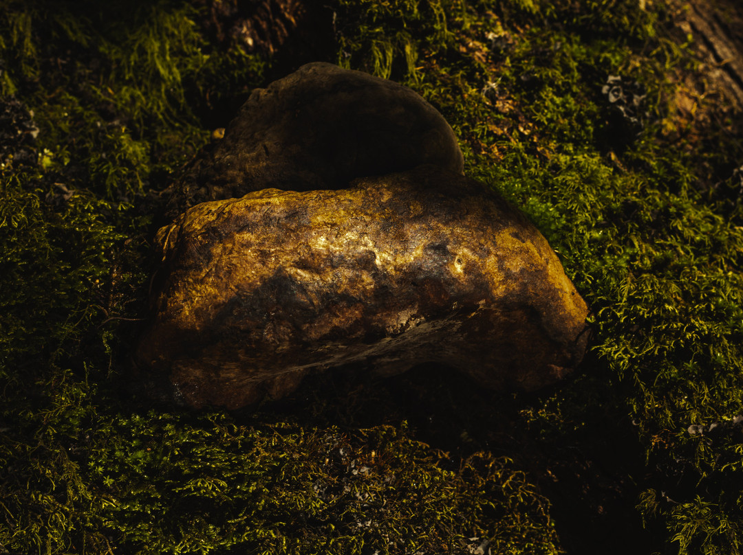 Parque Urbano El Bosque-瓦尔迪维亚必去景点