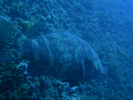 Scubatyme Scuba Charters-庞帕诺比奇必去景点